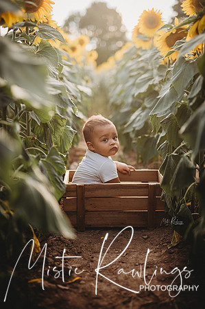 Sunflower Mini Session